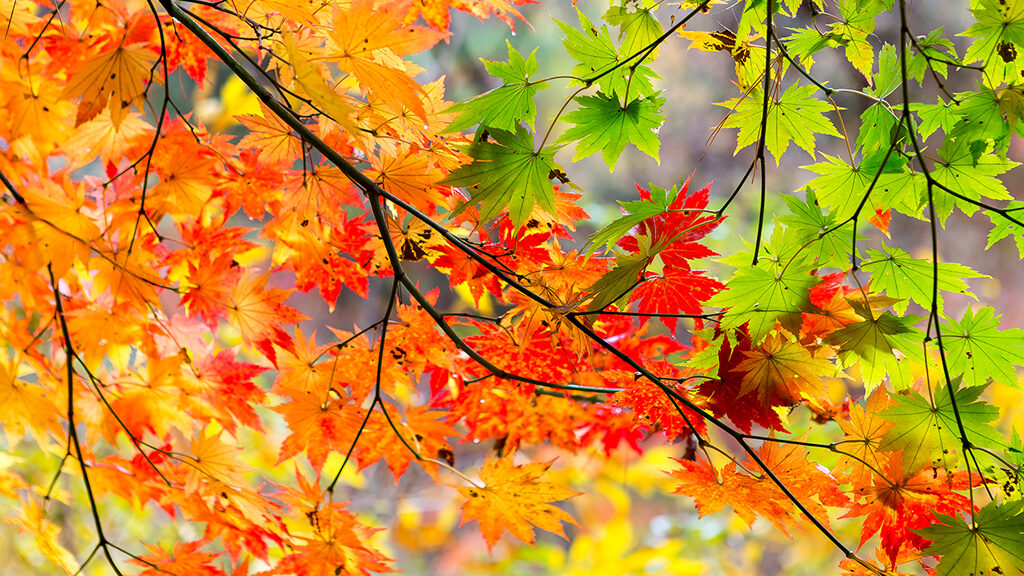 AIが案内する紅葉の名所・内蔵山