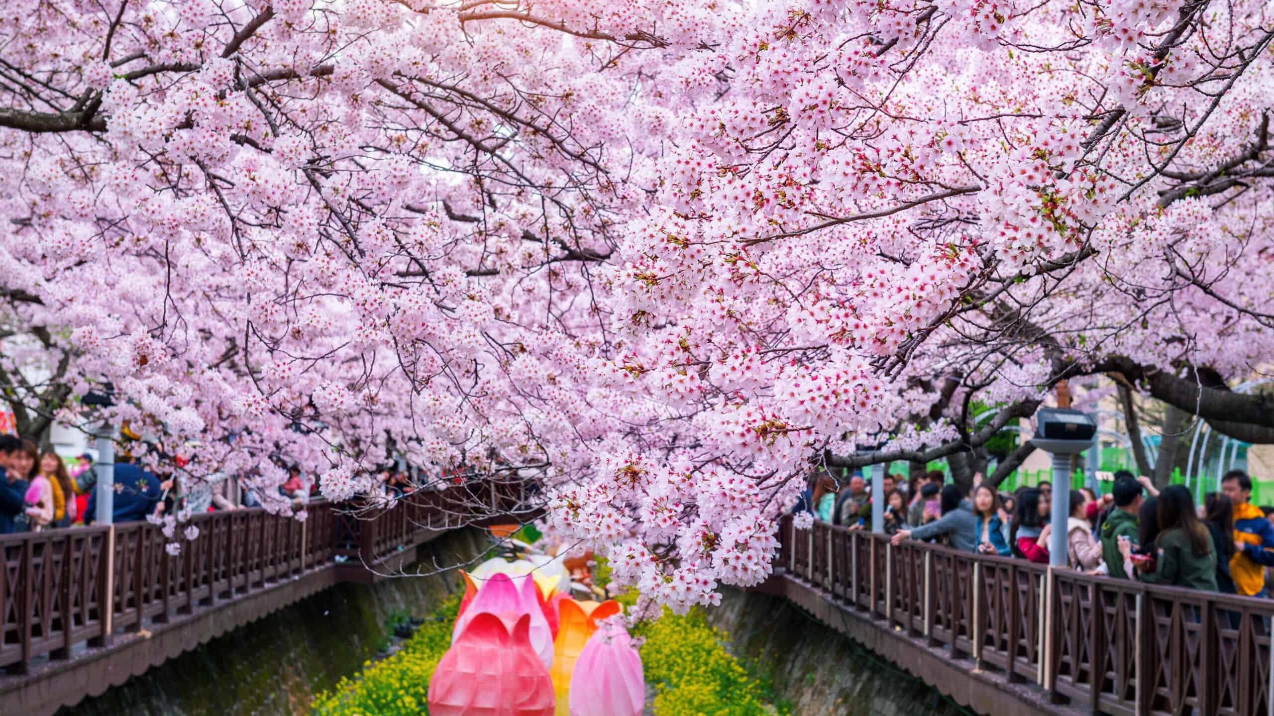 春の花旅